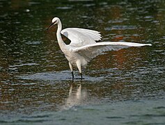 Kolkata, West Bengal, India