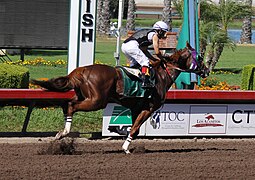 Photo en couleur d'un cheval roux monté au galop