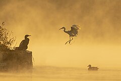 First place: Great cormorant (Phalacrocorax carbo), Little egret (Egretta garzetta) and Gadwall duck (Mareca strepera) in Taudaha Lake, near Katmandu, Nepal. – צושרײַבונג: Prasan Shrestha / CC BY SA 4.0