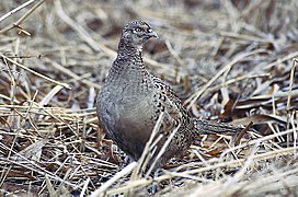 Poule faisane.