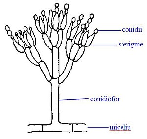 Sterigme la Penicillium