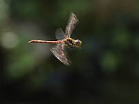 in flight