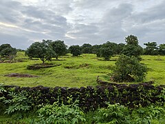 Un verger de manguiers du village de Devi Hasol, sur un plateau latéritique du Konkan. Le district de Ratnagiri forme un terroir célèbre pour ses mangues Alphonso.