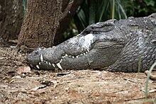 Vue de profil de la tête d'un crocodile, les dents des mâchoires inférieure et supérieure sont visibles.