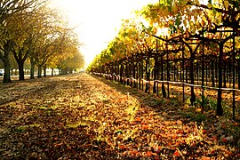 Vigne en lyre haute en Californie (Napa valley).