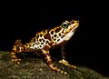 Image 9 Atelopus certus Photo: Brian Gratwicke Atelopus certus is a species of toad endemic to the Darién Province of eastern Panama. Much of its range falls within the Darién National Park, a protected area and World Heritage Site. It is classified as endangered, primarily due to the advancing wave of chytridiomycosis moving through Central America. More selected pictures