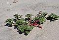 Amaranthus pumilus