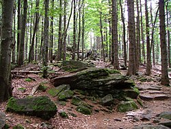 Typická krajina Národního parku Bayerischer Wald: žulové skalní výchozy a smíšený les s převládajícími smrky a buky