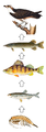 Food chain in a swedish lake. From the bottom: freshwater shrimp, bleak, perch, northern pike, osprey.