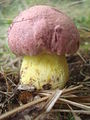 Boletus regius