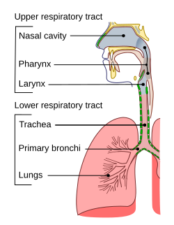 Illu_conducting_passages.svg