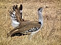 Ngorongoro, Tanzania