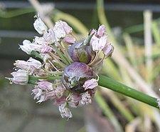 Broedbolletjes bij sint-jansui (Allium fistulosum var. bulbifera)