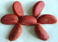 Velvet apple (Diospyros discolor) seeds