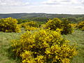 Blick auf die ehemalige NS-Ordensburg Vogelsang mit „Eifelgold“ (Ginsterblüte)