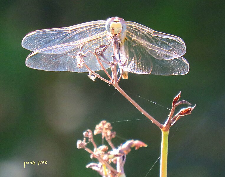 File:עפיפונית משוטטת Sympetrum Fonscolombii (front).jpg