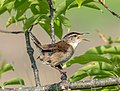 10 Marsh wren at Hammonasset Beach (12908) uploaded by Rhododendrites, nominated by W.carter,  13,  0,  0