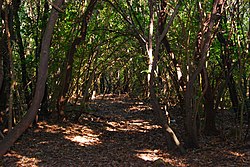 Parco Provinciale dei Monti Livornesi - sentiero Le Carrozzine