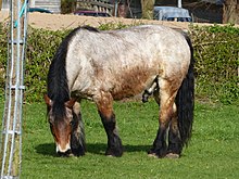 Un cheval de trait en train de brouter