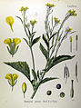 Brassica juncea (sareptasennep)