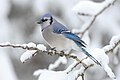 Blue Jay Photo credit: Mdf