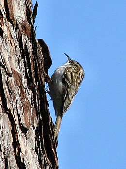 Liputis (Certhia familiaris)