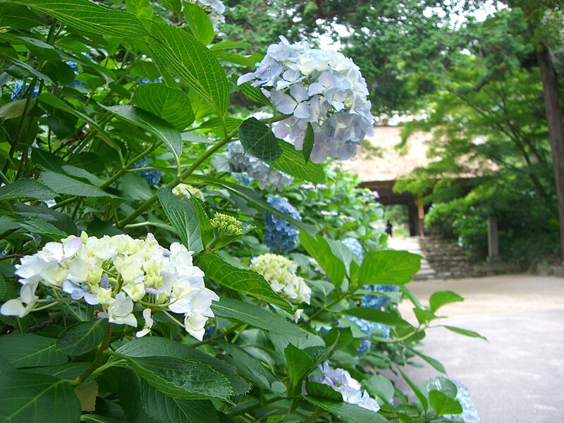 File:Hydrangea of suo amida-ji temple.JPG