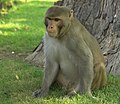 Male Rhesus macaque in Agra fort, Agra, Uttar Pradesh