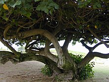 Arbre bas à troncs multiples avec un couvert végétal à son sommet très touffu.