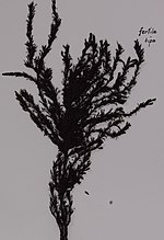 Miniatura para Sargassum johnsonii