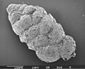 Siphotextularia, agglutinated benthic foraminifera