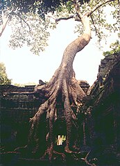 Ta Prohm