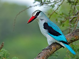 Türkiz halkapó (Halcyon senegalensis)