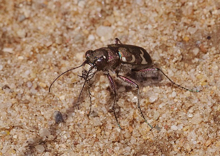 Скакун-межняк (Cicindela hybrida)