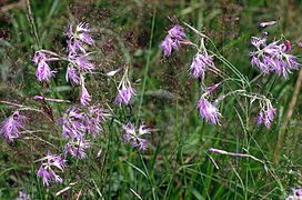 Prachtnelke (Dianthus superbus)