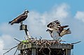 10 Ospreys in Sandy Hook (70331) uploaded by Rhododendrites, nominated by Rhododendrites,  14,  0,  1