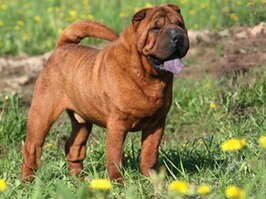 Shar-pei