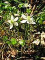 Coptidoideae: Coptis trifolia