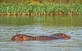 17. Nílusi víziló (Hippopotamus amphibius) a Tana-tóban (Bahir Dar, Etiópia) (javítás)/(csere)