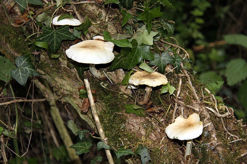 File:Fungi on a tree - geograph.org.uk - 3019553.jpg