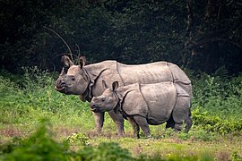 Greater one-horned rhinoceros at Chitwan.jpg