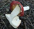 !Russula amarissima!