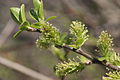 Salix myrsinifolia, weibliche Kätzchen