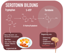 Serotonin Bildung aus Tryptophan.png