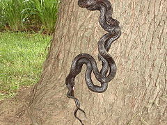 Accouplement de couleuvres Pantherophis obsoletus, l'hémipénis rose étant visible sous la partie antérieure de la queue.