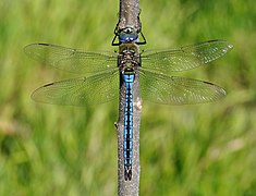 Anax imperator (Aeshnoidea)