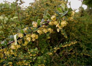 Hæk-Berberis (Berberis thunbergii).