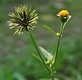 Young infructescence & inflorescence