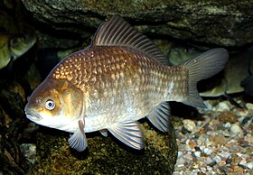 Carpín (Carassius carassius)