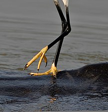 鳥類（脊椎動物）の脚